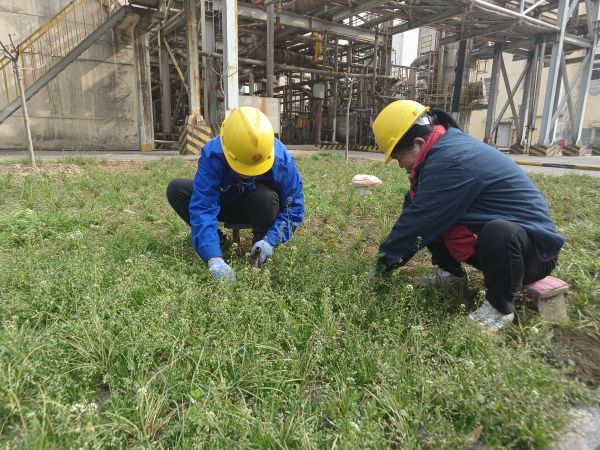 3月22日，行政保衛(wèi)部馬師傅和孫師傅在道路兩旁清除雜草。.jpg