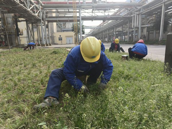 3月22日，行政保衛(wèi)部趙師傅等人在道路兩旁清除雜草。.jpg